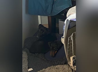 Leyla aktiver Jagdterrier Mischling Hündin sucht Zuhause für immmer