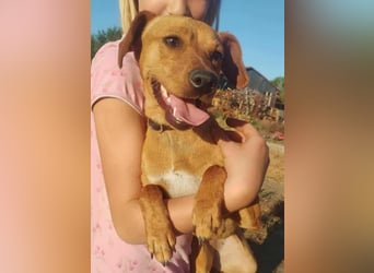Daisy, geboren 01.01.2025, 37cm sucht ihre Chance