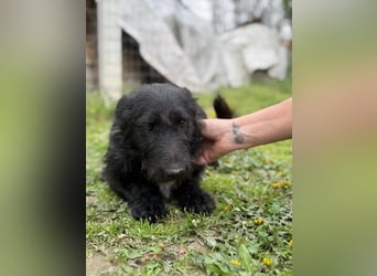Alf LM – Fröhlicher kleiner Schatz sucht sein großes Glück