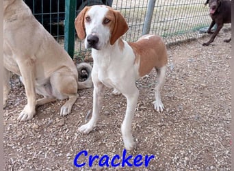 Cracker 10/2021 (in Deutschland) - verschmuster und treuer Rüde!