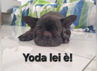 Bruja