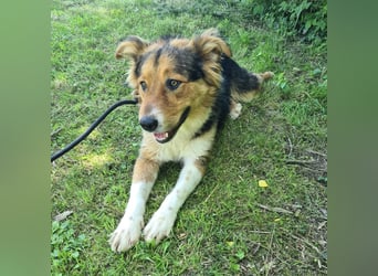 Charlie ein familiengeeigneter Hund