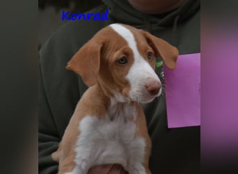 Konrad geb. 03/2025 (ESP) - lustiger Podenco Ibicenco Welpe!
