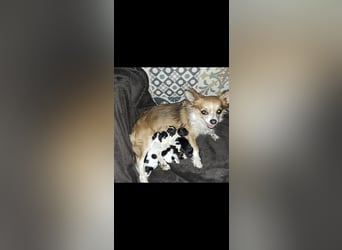 Wurfankündigung unserer Hündin " Bella " langhaar Chihuahua