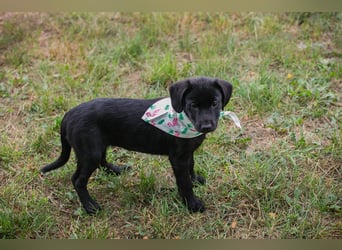 Susi: Hundekind sucht ein Zuhause