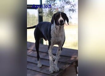 Apollo3 02/2020 (GRC) - ausgeglichener, hübscher Pointer-Mix sucht Zuhause!