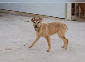 lustige kleine Bluma bringt viel Freude