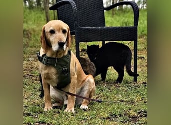 Asmus - eine typische Labradorseele