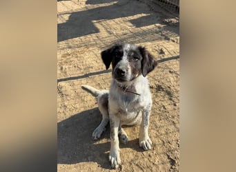 Leia, kleine Lakritznase sucht liebevolle Familie!