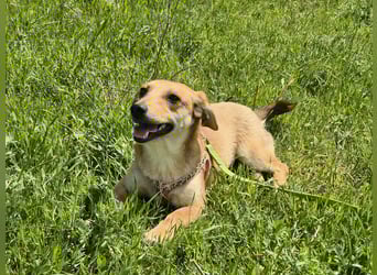 Zarte Amila sucht eine neue Familie
