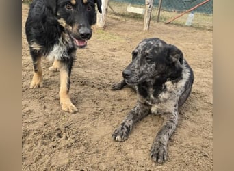 Zecco- ein Wundervoller Hundejunge sucht ein Zuhause