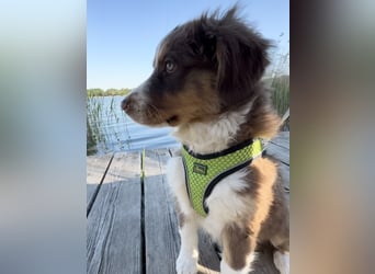 1 kleine Australian Shepherd Hündin( Welpe) braun/redtri (Minimix/Reinrassig)+ Gesundheitszeugnis