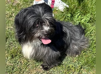Micha: Hundekind sucht ein Zuhause