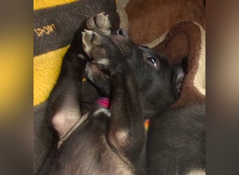 INDIE ❤  sucht Zuhause oder Pflegestelle