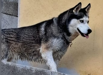 Husky-Dame Maya H. möchte in den kühleren Norden umziehen und eine neue Familie finden