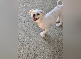FIGARO - ein fröhlicher Zwerg sucht Zuhause oder Pflegestelle!