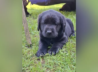 Labrador Welpen mit Ahnentafel