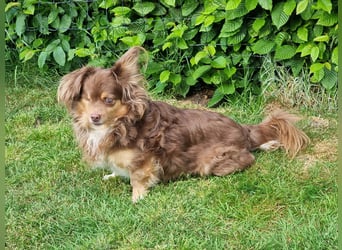 Winnie, Gnadenplatz gesucht, PS in 31633 Leese