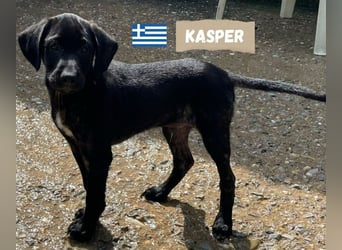 Kasper,geb.02/25,hübscher Labrador Mix sucht seine Familie