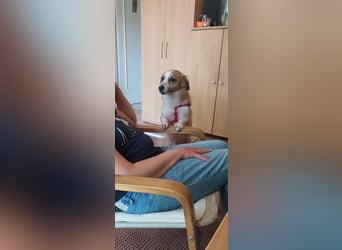 Mira, zuckersüße kleine Traumhündin, sozial, katzenverträglich
