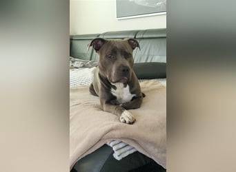 American Bully Standard Blue Line