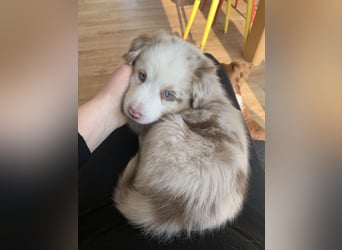 Reinrassige Australian Shepherd Welpen