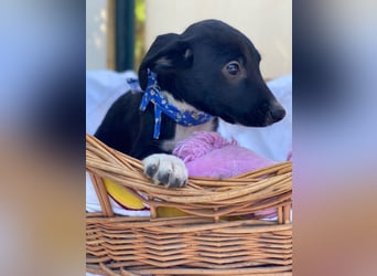 Alex LM - Zuhause gesucht – Neun kleine Hundekinder auf großer Mission