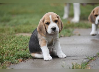 Wurferwartung !  Beaglewelpen m.P.