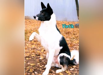 Vintik 08/2021 (RUS) - lebensfroher, intelligenter und sportlicher Rüde!