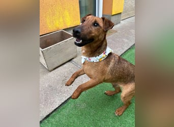 Ernie, verspielter und sehr lieber Irish Terrier-Mix, geb. 08/2024