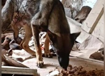 Welpe Coby: Sucht erfahrene Hundebesitzer