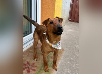 Ernie, verspielter und sehr lieber Irish Terrier-Mix, geb. 08/2024