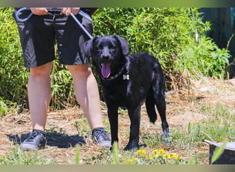 Champ, Labrador-Mix, lieb und sozial