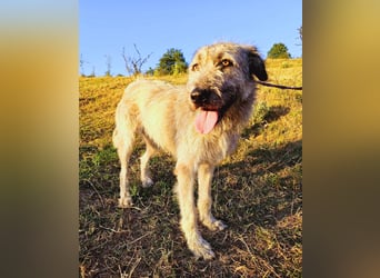 Monty – sanftmütiger, weiser, großer Bub sucht seine Menschen