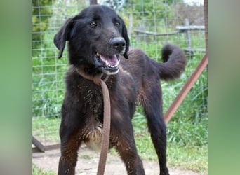 Vigor - sanfter Hundemann mit langen Beinchen