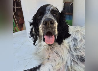 Lord  - ein ruhiger, wunderbarer Setter sucht sein liebevolles Zuhause!