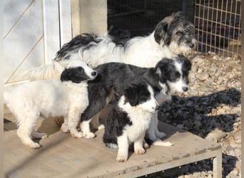 Pfiffige PUPIN - neugierig, gechillt und verschmust