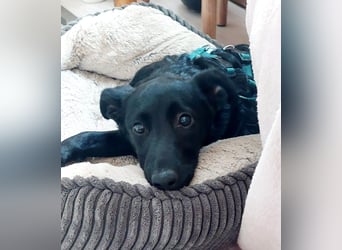 Sidney, Black Baby freut sich auf Dich!