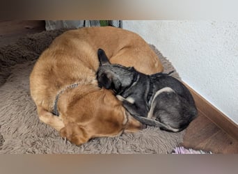 Kleine Paula(8 Mon/39 cm/9,6 kg) sucht Hundefreunde mut Herz