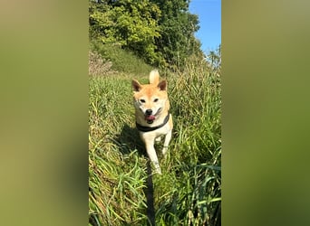 Kokette 3/4 Shiba Inu 1/4 Beagle Hündin Aiko (1,8 Jahre alt)