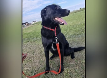 Shakir ein großer Hund mit großem Herz