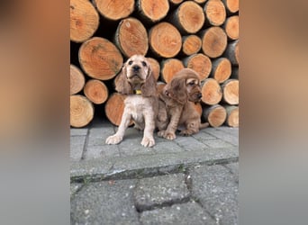 englische Cocker, Spaniel Welpen