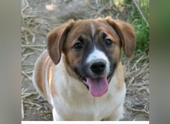 Tilda - süßes Hundemädchen sucht ihre Familie