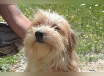 Baby, eine von zwölf zurückgelassenen Hunden sucht ein neues Zuhause