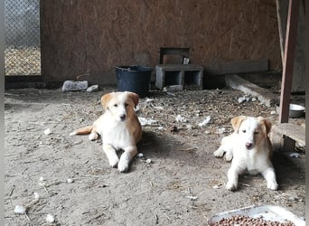 Tilly, freundlich und sanft