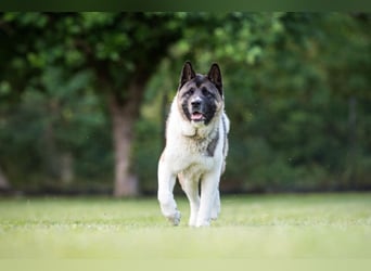 Kendo - ruhiger, ausgeglichener Familienhund - Tierhilfe Franken e.V.