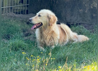 Golden Retriever Hündin abzugeben in gute Hände