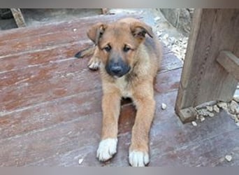Joriz, ein verspieltes Hundekind auf der Suche nach einem Zuhause fürs Leben