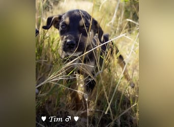 Tim, Isa und Isi suchen  ein Zuhause