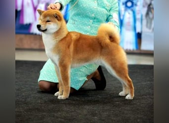 Shiba männlich